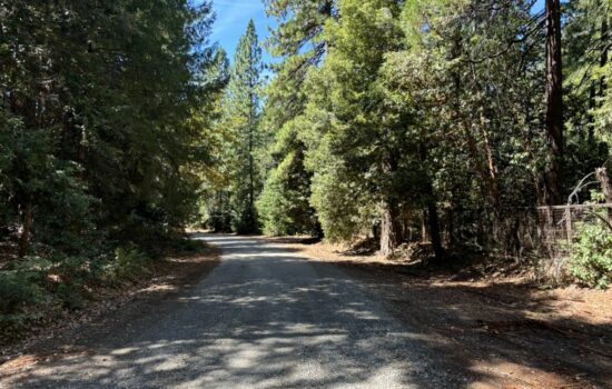 Freedom in the Forest! Fenced 1.42 Acres!